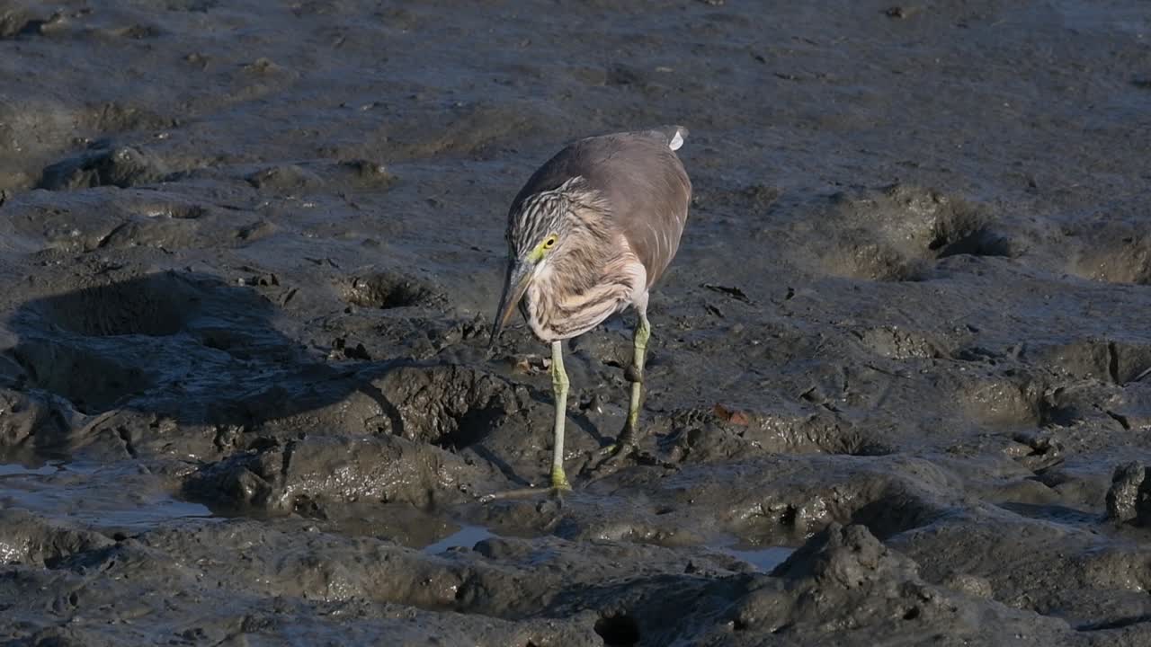una de las garzas de estanque encontradas en tailandia que muestran diferentes plumajes según la temporada