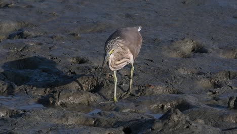 Una-De-Las-Garzas-De-Estanque-Encontradas-En-Tailandia-Que-Muestran-Diferentes-Plumajes-Según-La-Temporada