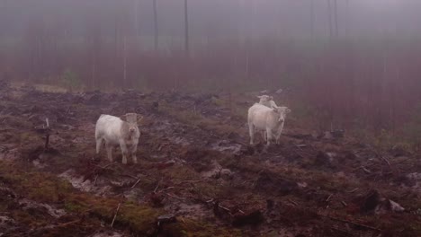 white beef cattle stand in muddy fog-covered field during autumn morning, latvia