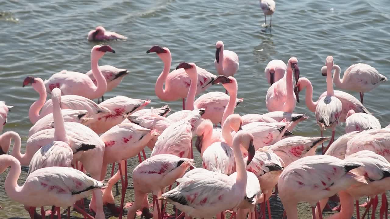 Flock of Pink Flamingos in Water