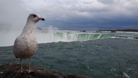 Statische-Aufnahme-Einer-Möwe,-Die-Auf-Einem-Felsen-Vor-Den-Niagarafällen-Sitzt