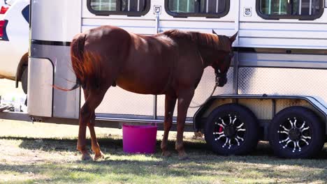 a brown horse quenches its thirst from a bucket.