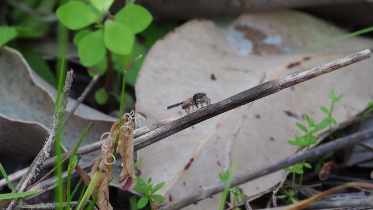공작 거미, 남성 maratus pavonis