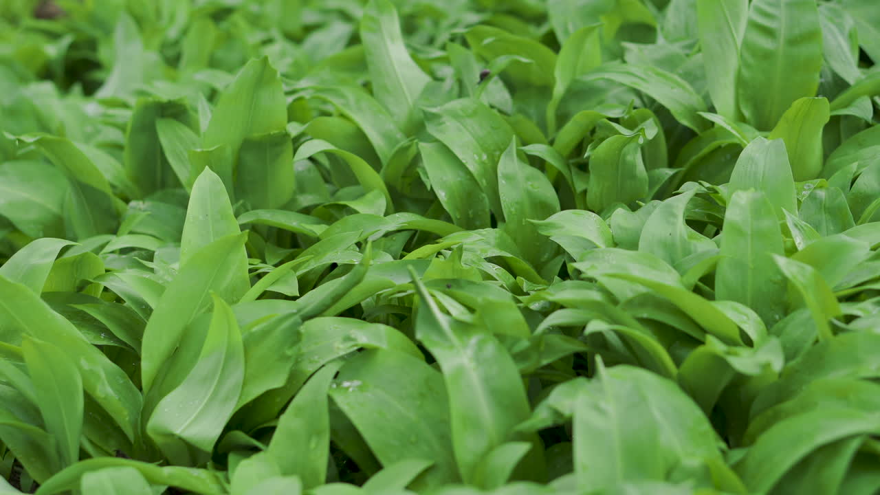 un primer plano de vegetación de hojas verdes en el suelo del bosque