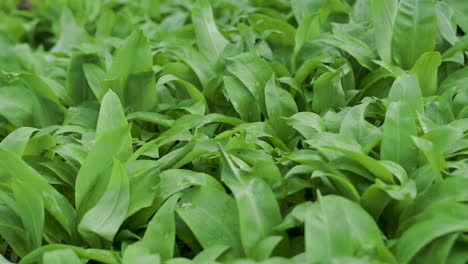 A-close-up-of-green-leafy-vegetation-on-a-forest-floor
