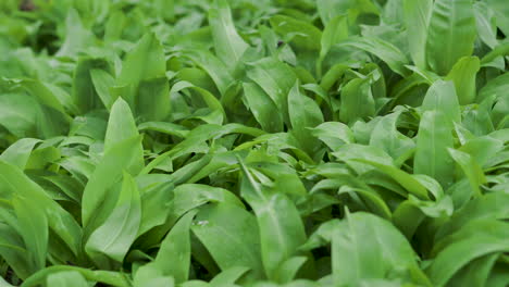 un primer plano de vegetación de hojas verdes en el suelo del bosque