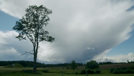 fluffy storm rain clouds cumulonimbus stratocumulus time lapse with tree in foreground