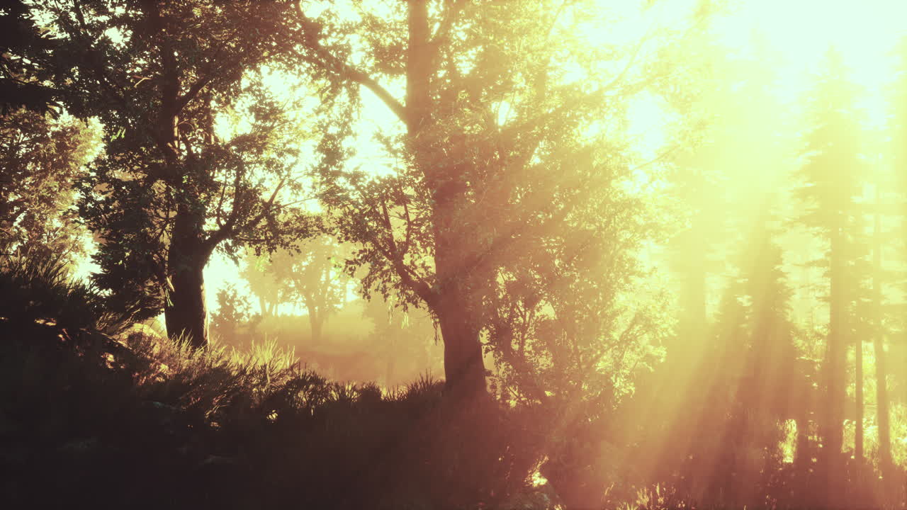 따뜻한 빛의 광선과 함께 마법의 어두운 가을 숲 풍경