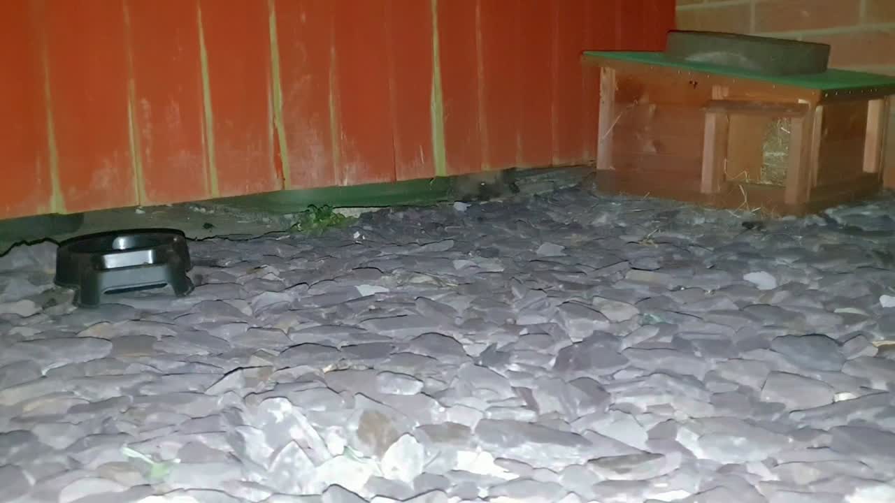 2022년 영국 폭염 동안 영국 정원에 있는 호그 호텔에서 체크인하는 고슴도치