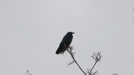 Black-bird,-rook-or-crow-sitting-on-a-branch-high-up-in-a-tree