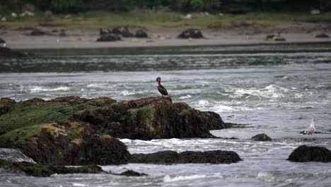 seagull and sea birds stand perched on rocks above standing wave rapids, water moving in slow motion