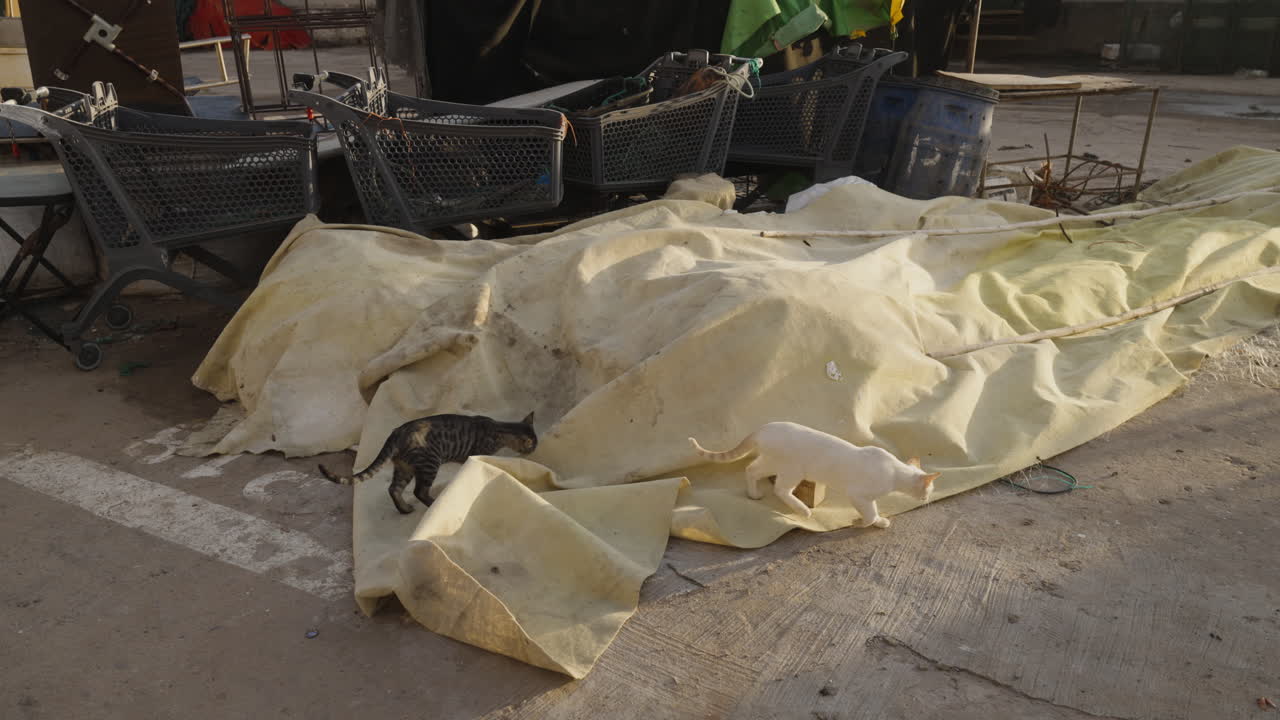 포르투갈 에리세이라 의 항구 에서 빈민촌 을 돌아다니는 노숙자 고양이 들