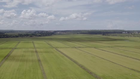 green rice field in portugal. aerial shot