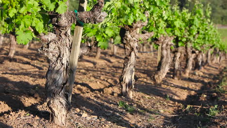ángulo de un viñedo en una región vitivinícola