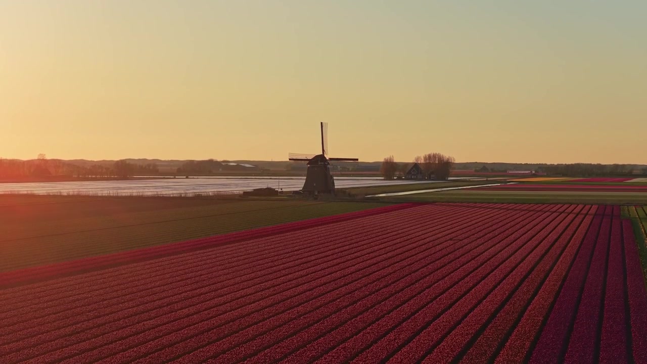Mulino a vento olandese tradizionale che si erge tra vivaci campi di tulipani rossi al tramonto