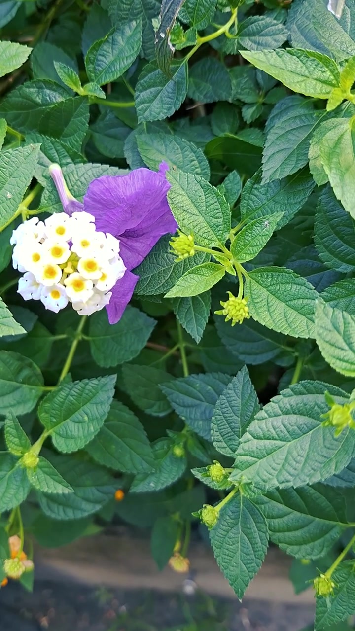 White and Yellow Lantana Flower Blooming Amidst Green Foliage