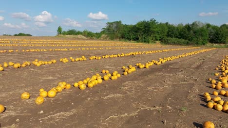 Vista-Aérea-Sobre-El-Huerto-De-Calabazas-Con-Calabazas-Naranjas-Frescas---Disparo-De-Drones