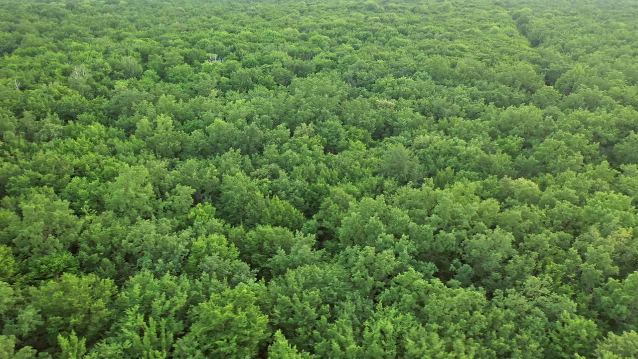 Tree forest from above. Wild forest landscape view from drone