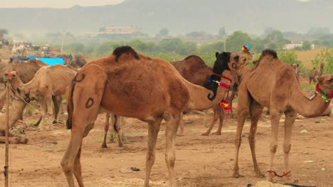 Camellos-En-La-Feria-De-Pushkar,-También-Llamada-Feria-De-Camellos-De-Pushkar-O-Localmente-Como-Kartik-Mela,-Es-Una-Feria-Ganadera-Y-Cultural-Anual-De-Varios-Días-Que-Se-Celebra-En-La-Ciudad-De-Pushkar,-Rajasthan,-India.