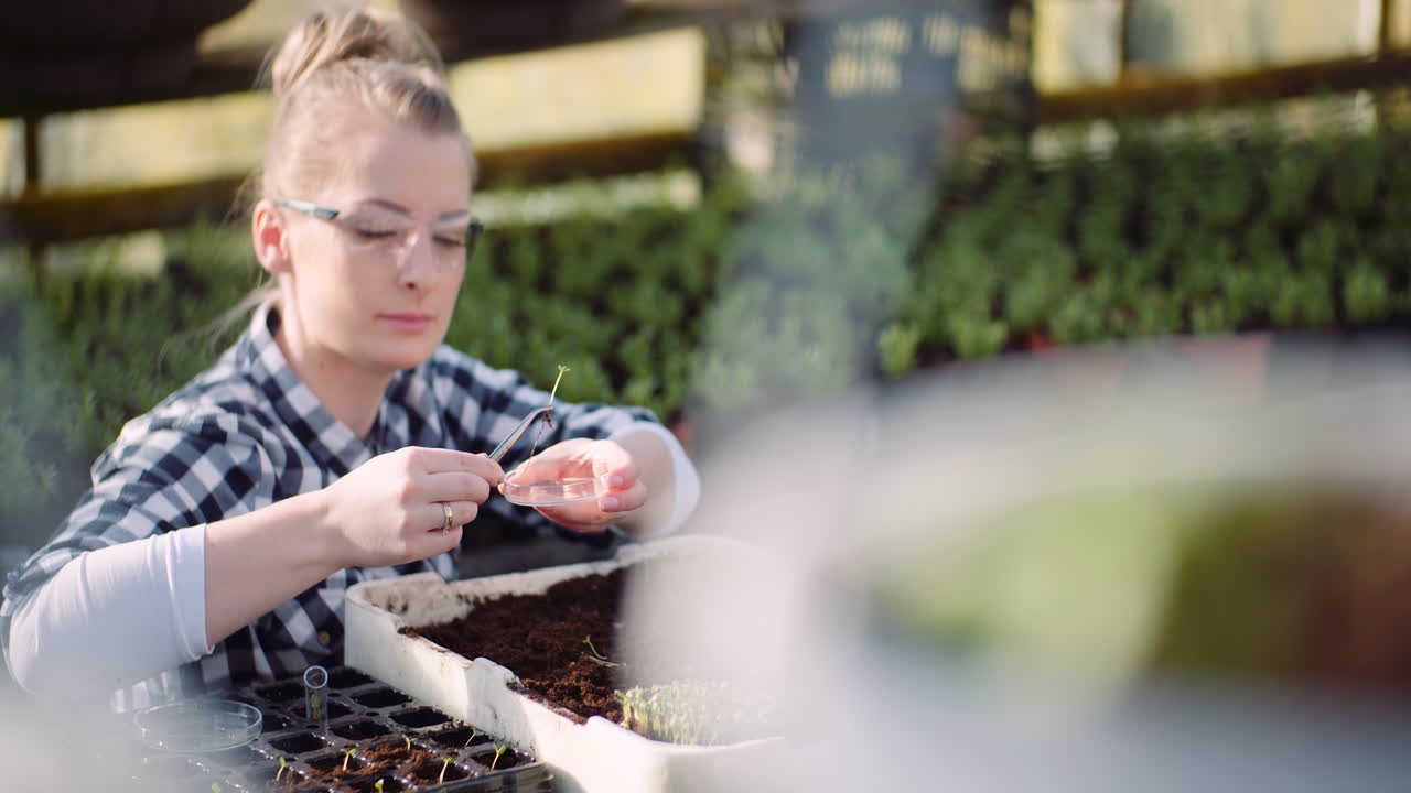 온실에서 페트리 접시에 식물 샘플을 넣는 식물학자