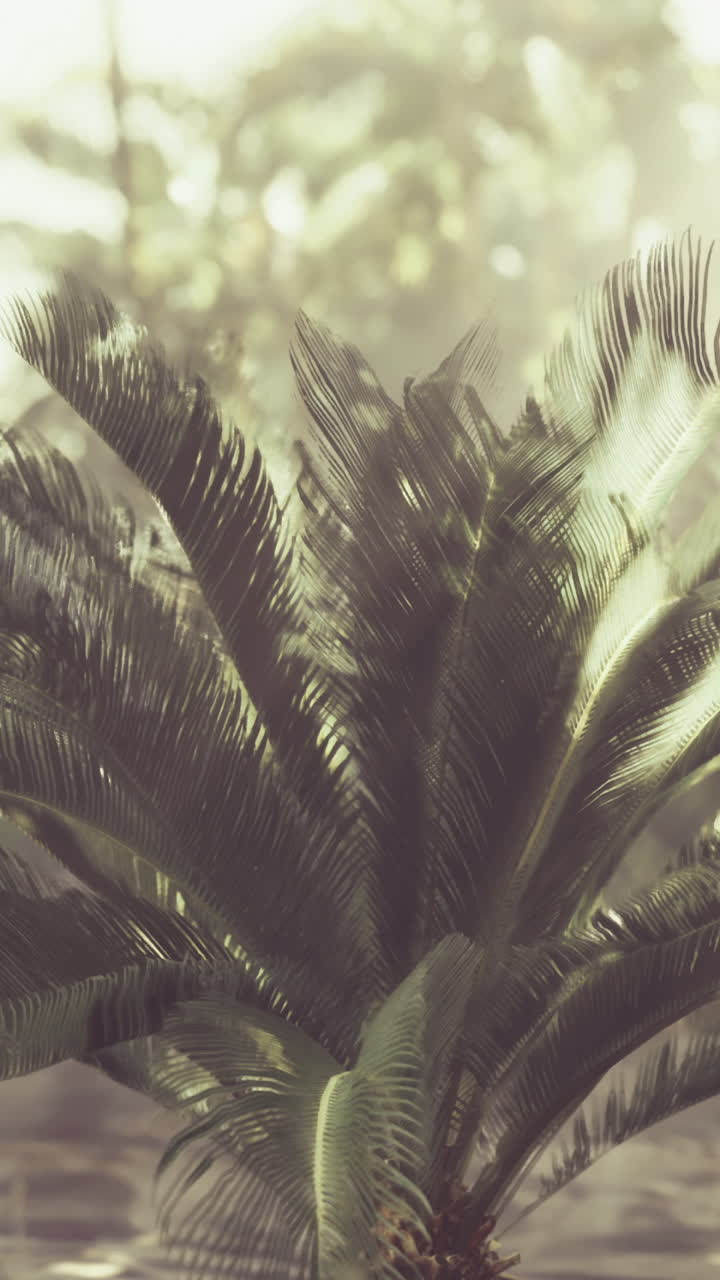 Lush tropical plants bathed in sunlight in a serene botanical garden setting