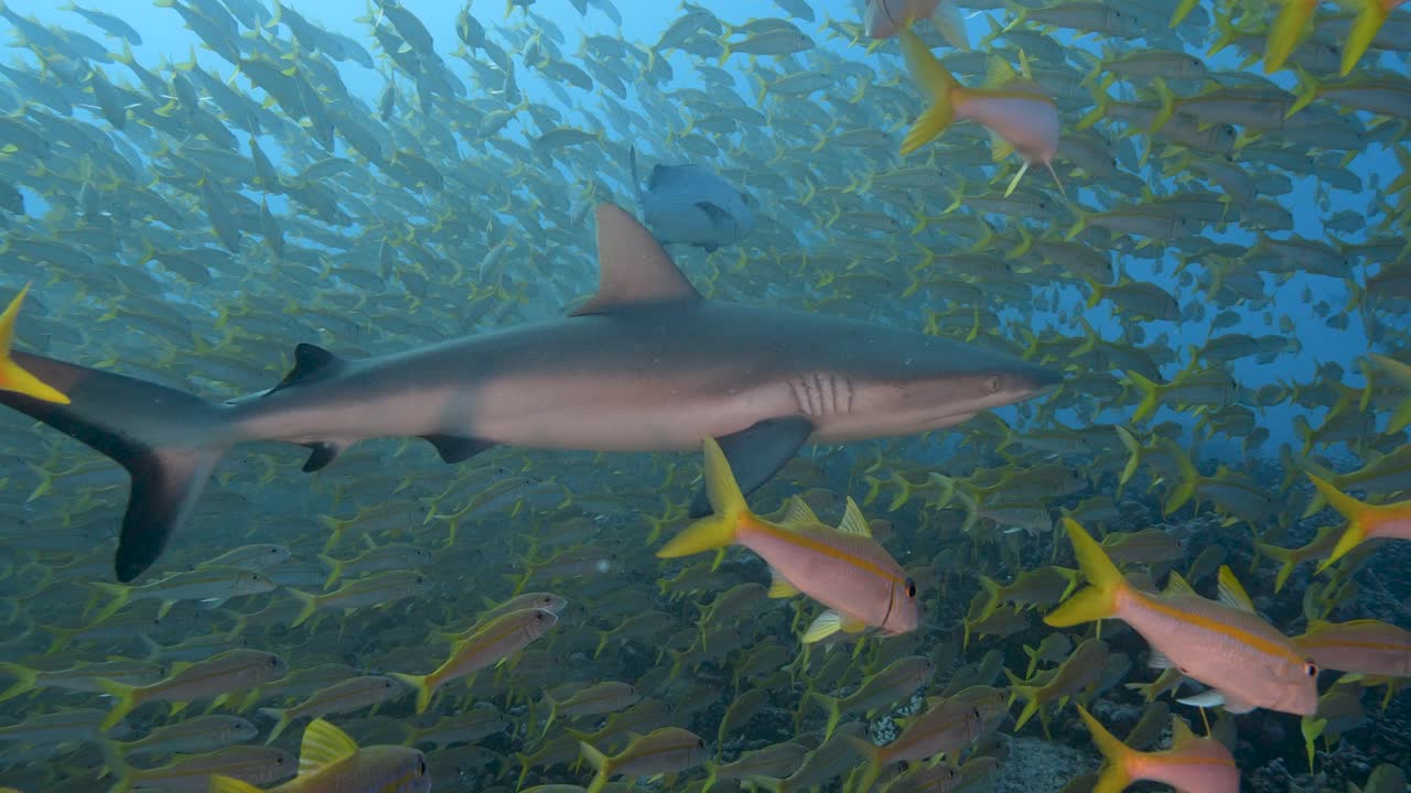 Grey reef shark appears in the middle of a big school of goatfish at the tropical coral reef of Fakarava, French Polynesia