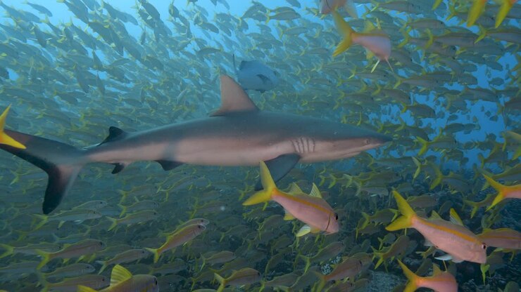 Grey reef shark appears in the middle of a big school of goatfish at the tropical coral reef of Fakarava, French Polynesia