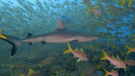 grey reef shark appears in the middle of a big school of goatfish at the tropical coral reef of fakarava, french polynesia