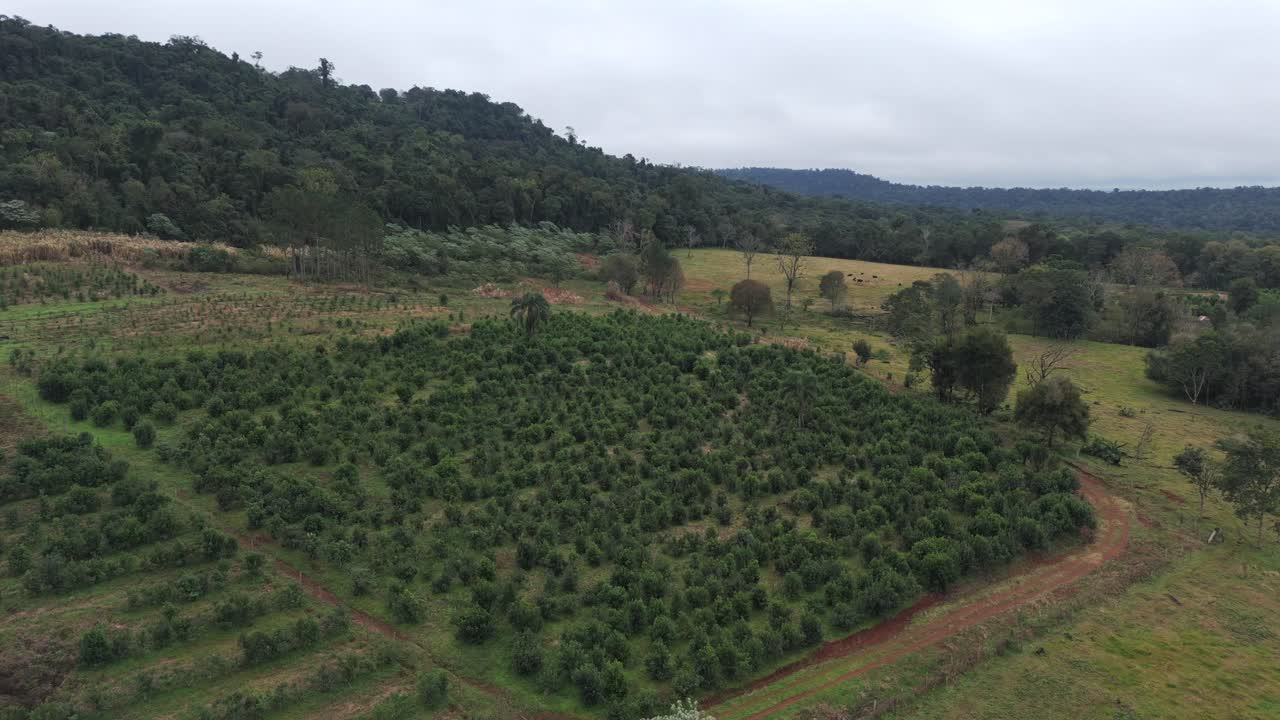 Drone view of a small yerba mate plantation in a field in Argentina