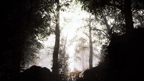 Sommernebel-Im-Wald