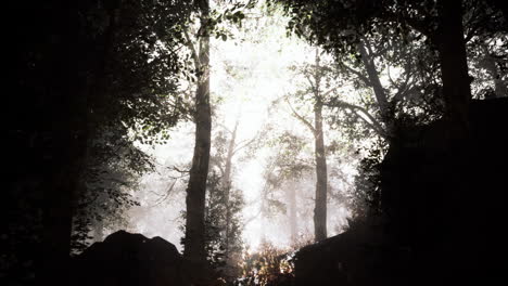 niebla de verano en el bosque