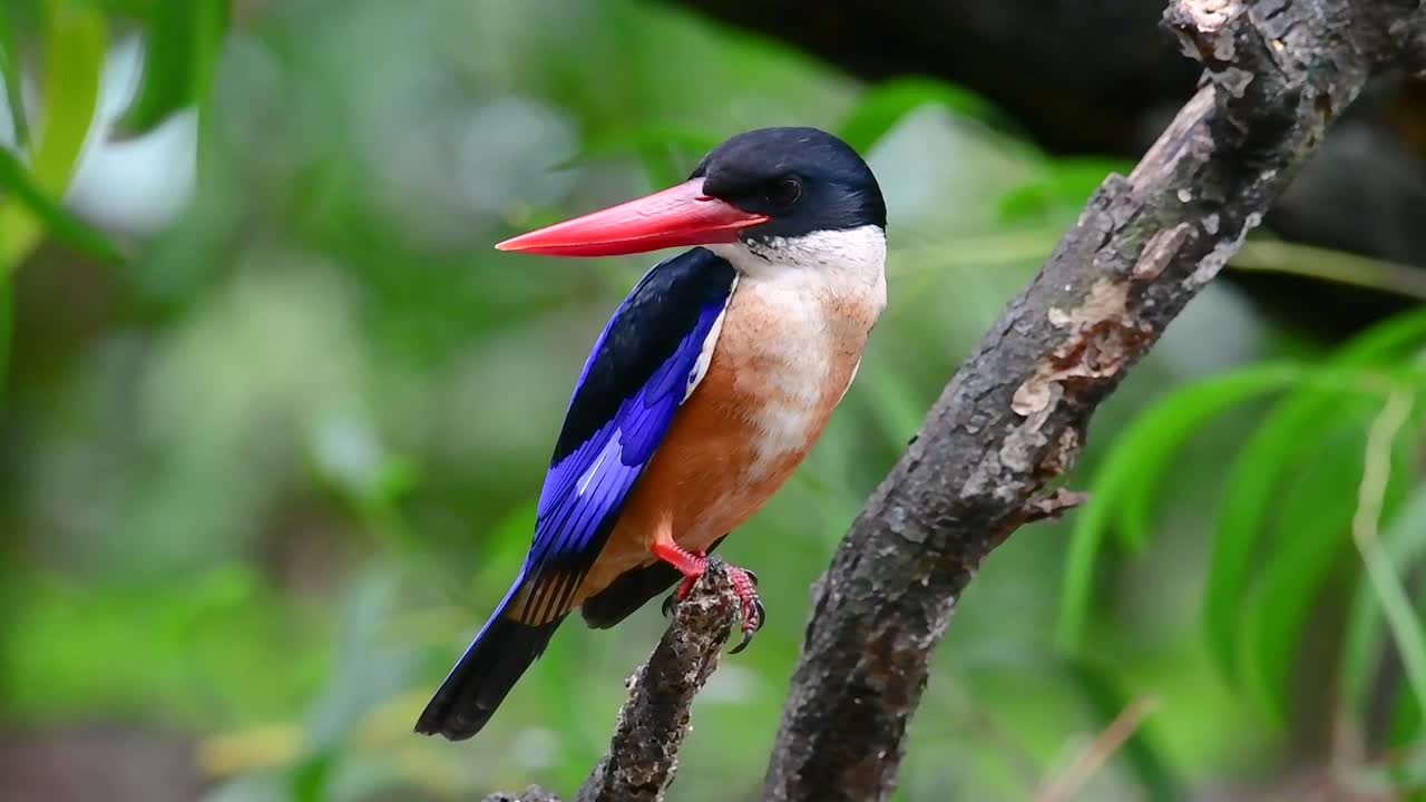 el martín pescador de gorra negra tiene un pico rojo como un caramelo y una gorra negra que se encuentra en tailandia y otros países de asia