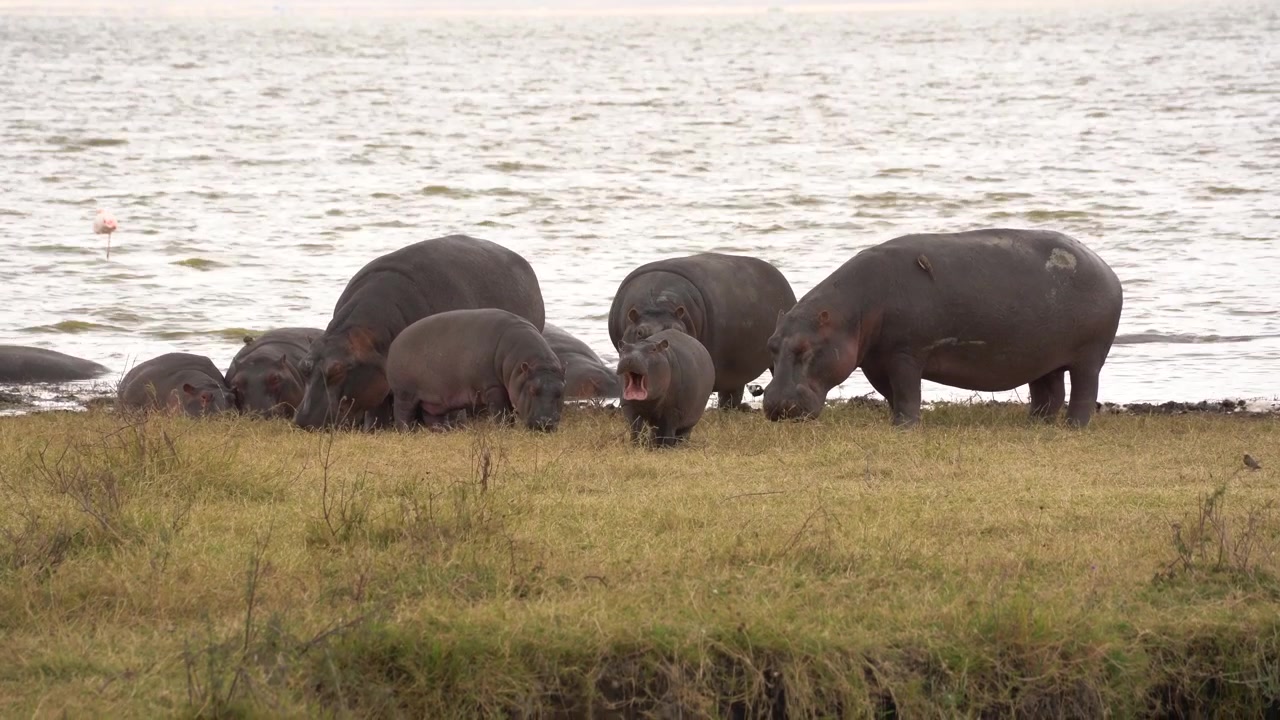 Famiglia di ippopotami che pascola sull'erba secca e gialla in riva al lago nel cratere di Ngorongoro, Tanzania. Un piccolo cucciolo di ippopotamo rimane vicino al gruppo, mostrando un comportamento unico della fauna selvatica africana durante un safari