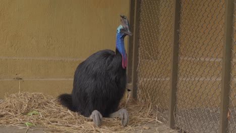 cassowary perched in its nest in its cage