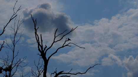 Silhouette-Eines-Kleinen-Vogels,-Der-Auf-Einem-Blattlosen-Ast-Thront