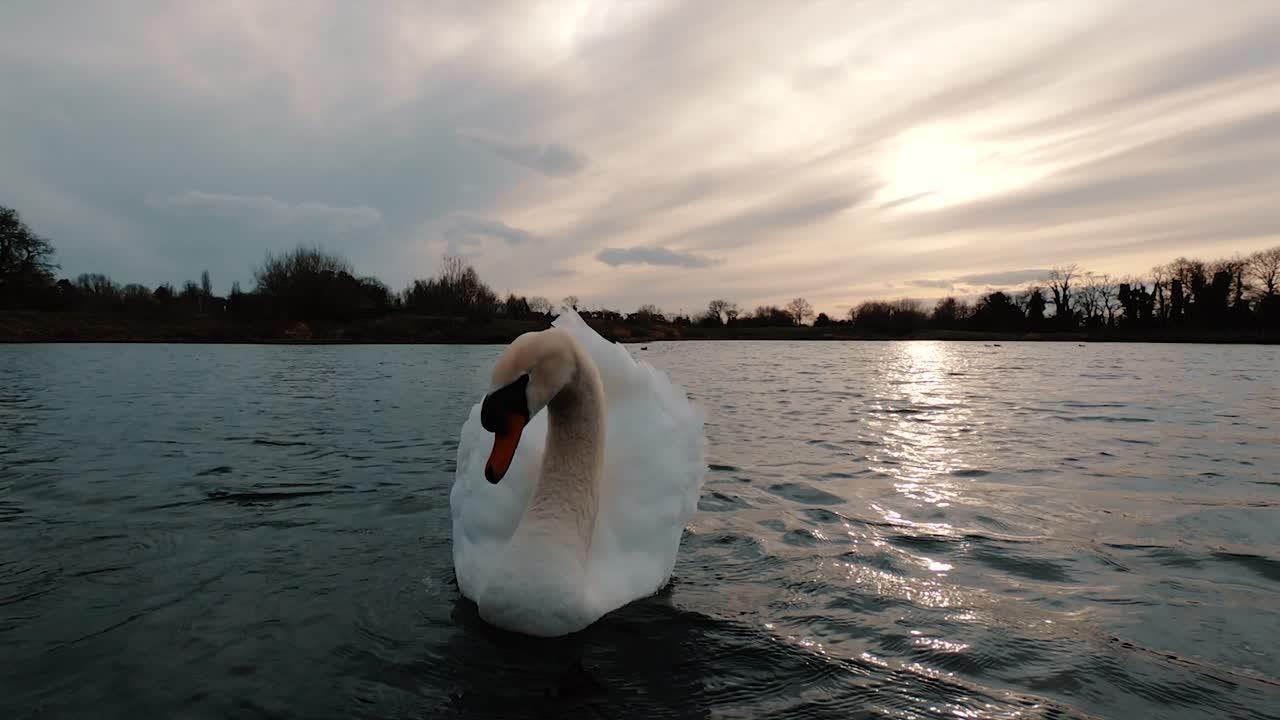enorme cisne blanco flotando cerca de la cámara en un lago, tiro en ángulo bajo mientras el ala riza sus plumas