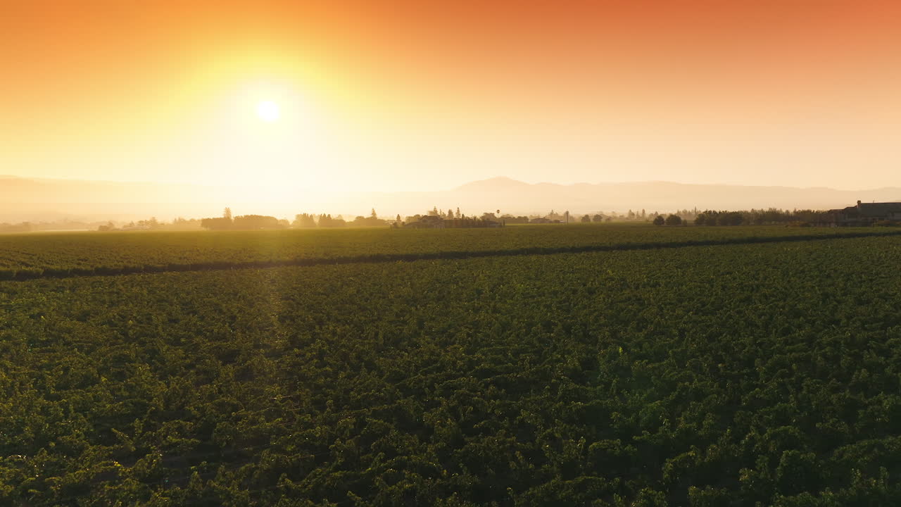 Vast vineyard field in the countryside territory. Amazing orange and pink sky over the green vine valley. Aerial view.