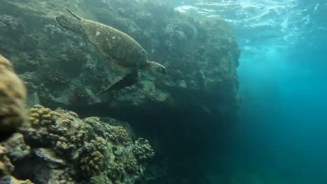 sea turtles in hawaii swimming near coral