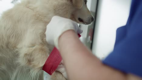 close up of male veterinarian bandaging the leg of dog.