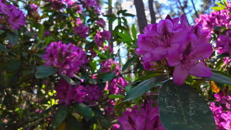 vibrant purple rhododendron flowers blooming in a sunny forest