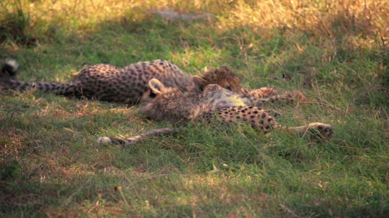 two sub-adult cheetah (Acinonyx jubatus) resting in Serengeti savannah grassland