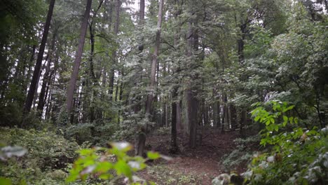 wide shot of oregon forest