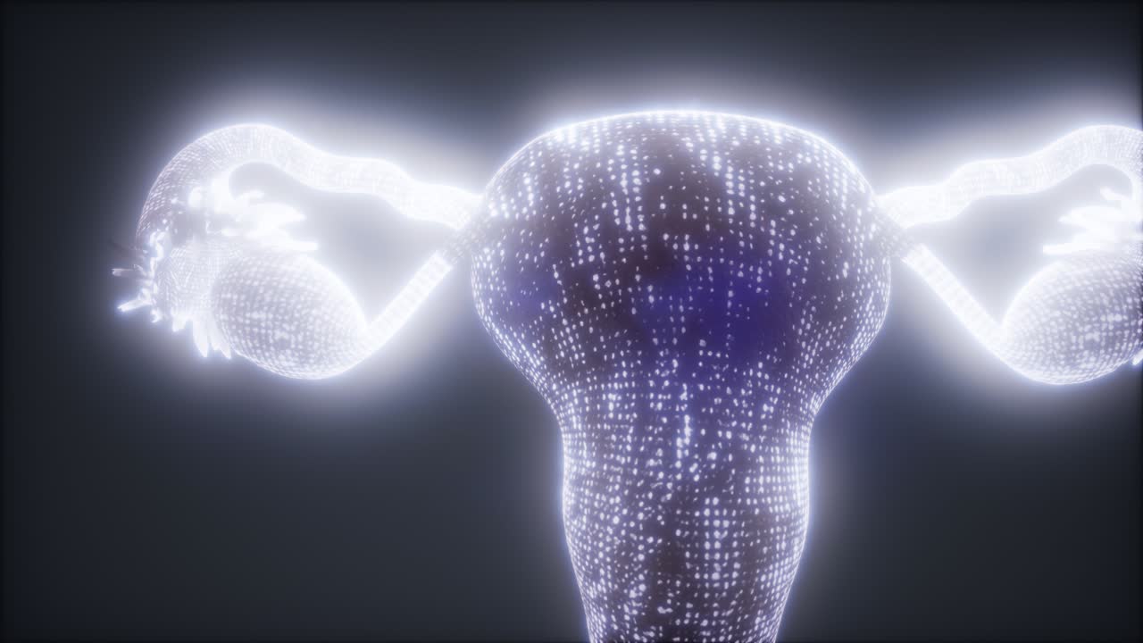 anatomía del sistema reproductivo femenino