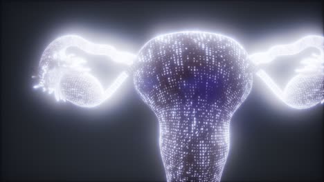anatomía del sistema reproductivo femenino