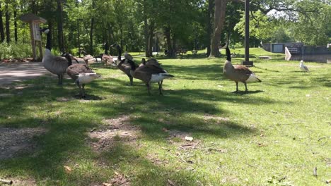 Feeding-geese-in-a-bright-sunny-park-in-the-shade-of-the-trees,-seagulls-flying-in-the-background