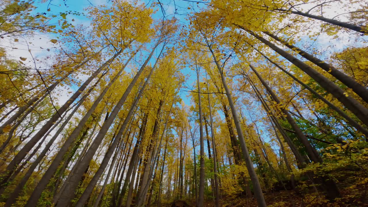 아름다운 가을 날에 키가 크고 다채롭고 낙이 많은 숲의 영상 - 60fps