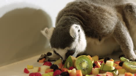 lemur sniffing pile of cut fruits - in captivity nature centre - close up