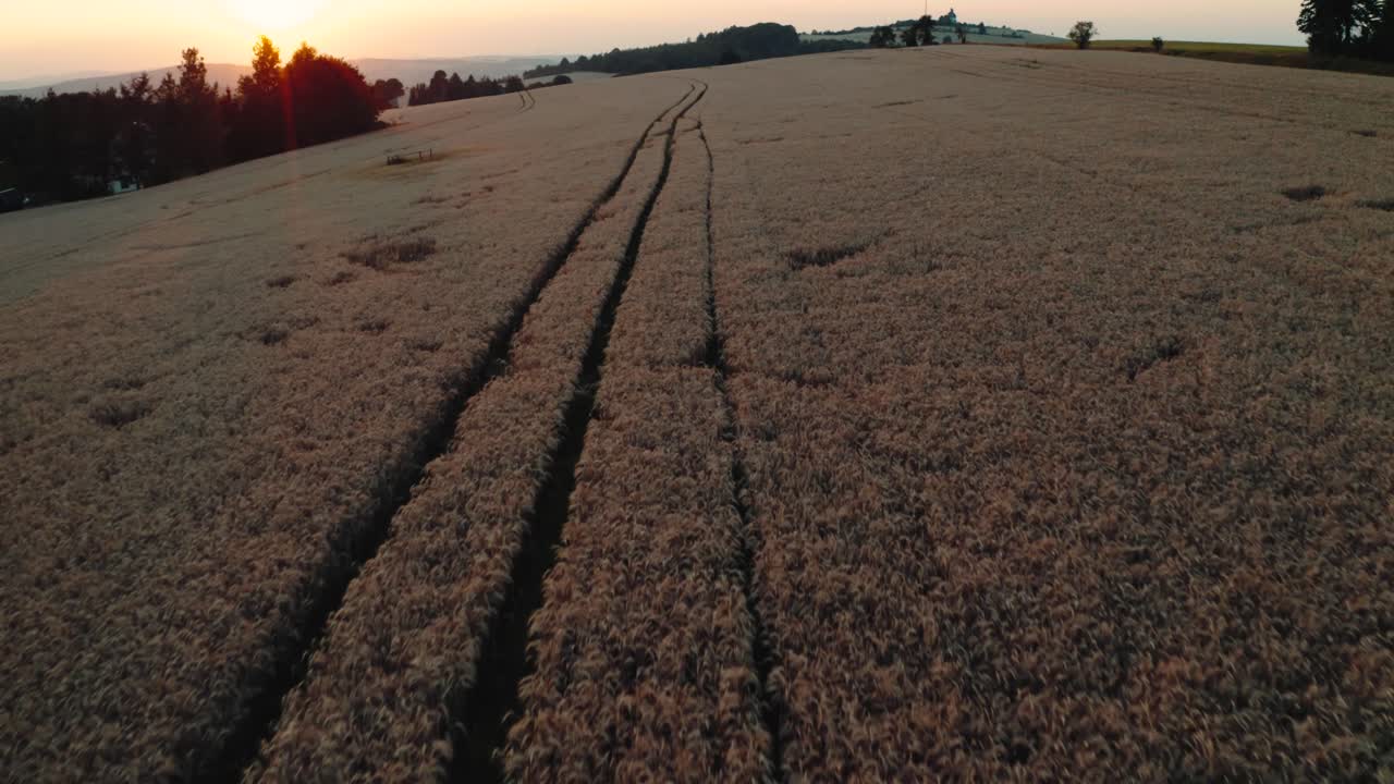 campo de trigo amarillo con huellas de ruedas de tractor durante el amanecer brillante, dolly aéreo en