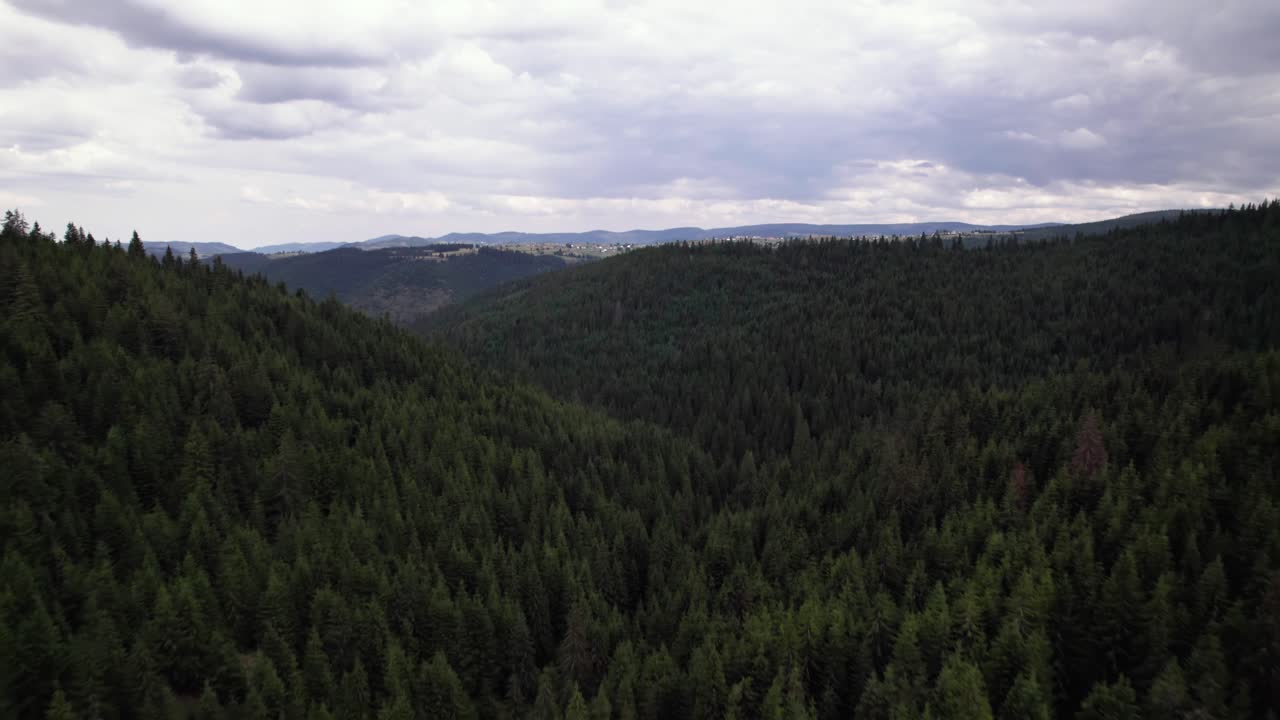 Veduta aerea di un grande paesaggio forestale di pini nella valle montanara di Marisel