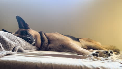 german shepherd dog resting on bed during golden hour in cozy home